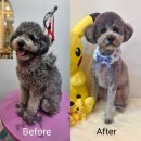 멍순이 | 세종 도담동 애견미용 멍순이 푸들 미용 후기