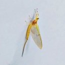 [덕계]한국의色 비단공필화 | [2025] 제비와 탈피하는 유충