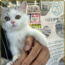 로얄펫 네이버블로그