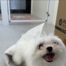 멍멍회관 네이버블로그