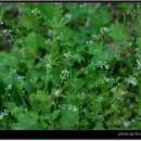 작은꽃지천 이미지