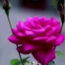 옥수수술빵 이미지