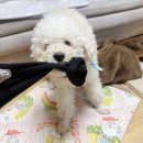 김 S 동물병원 이미지