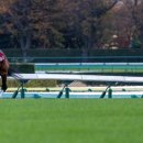 경마루 스테이 이미지