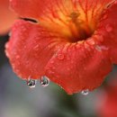 아침이슬 이미지