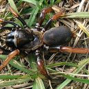 African Tricolored Trapdoor Spider 이미지