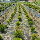 금송농장 이미지