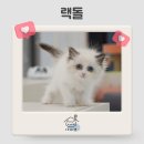다다캣 네이버블로그