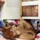 소중하냥 이미지