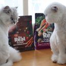 대구축협사료공장 | 걱정없는 고양이 사료 추천 하림펫푸드 더리얼 로우 닭고기, 그레인프리 크런치 연어