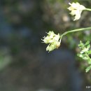 들사마귀풀 Murdannia nudiflora (L.) Brenan 이미지