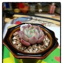 칠복농장 이미지