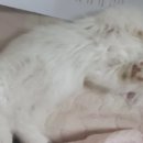 우리집동물병원 이미지