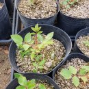 새천년농원 이미지