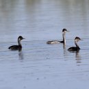 서산의 검은목논병아리(black-necked grebe) 이미지