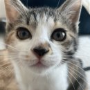 언제나 사랑할개 | 미학적 개소리는 언제나 환영