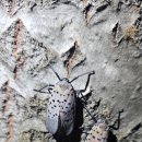 펀포레스트 이미지