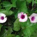 볼빨간 농원 이미지