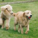 파파동물병원 이미지