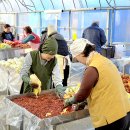 다인영농조합 이미지