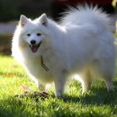 행복한산책 동물병원 이미지