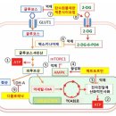 삼중음성 유방암에 메트포르민과 2-디옥시-D-글루코스, 디클로페낙 이미지