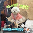 오토오아시스 구운점 | [후기] 고양시애견동반 캠핑식당 : 이태리한옥 바베큐앤캠핑 애견운동장 이용까지