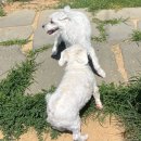 아이퍼피 | [경산 애견호텔 후기]우리아이 믿고 맡길 수 있는 피플앤퍼피