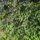 여주-0600 이미지