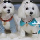 고마워 MIN 이미지