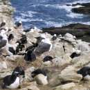 알바트로스 이미지