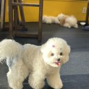 장미미장원 이미지