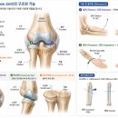 핏터디) 상지의 가동성과 안정성의 핵심! 손목관절과 팔꿈치관절