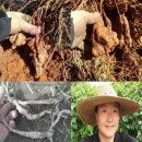 무등산 농원 이미지