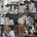 동물농장 이미지