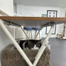 동물보육원 고양이 후원 카페 | [인천연희동] 유기묘,파양묘,구조묘가 있는 동물 보육원 &#39;고양이후원카페&#39;