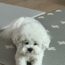 멍뭉유치원 이미지