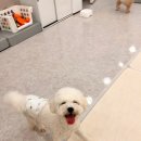 도그레스트 | 믿고 맡길수 있는 부천시청애견호텔유치원 '도그인포레스트' 강추!