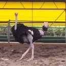 서열농장 이미지