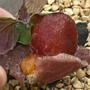 [헝가리 부다페스트] 미슐랭 1스타 모던 다이닝 Borkonyha Winekitchen _예약, 메뉴, 가격 (팁문화), 후기