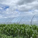 민주농장 이미지