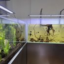 아쿠아수족관 이미지