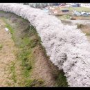 05 Apr. 2024 세종 조천변 벚꽃 터널 - Cherry Blossom Tunnel of Jocheon Streamside Sej 이미지