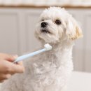 달강아지 이미지