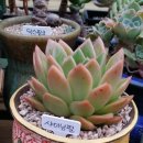 종일농장 이미지