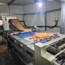 명진계란 이미지