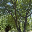 포레스트 경주(Forest 경주) | [공지] 🌳자연 속 힐링 여행, 반려견과 함께한 경주 포레스트99 후기