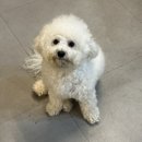 제이애견샵 이미지