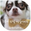 하치 이미지