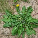 작은별부동산중개 이미지